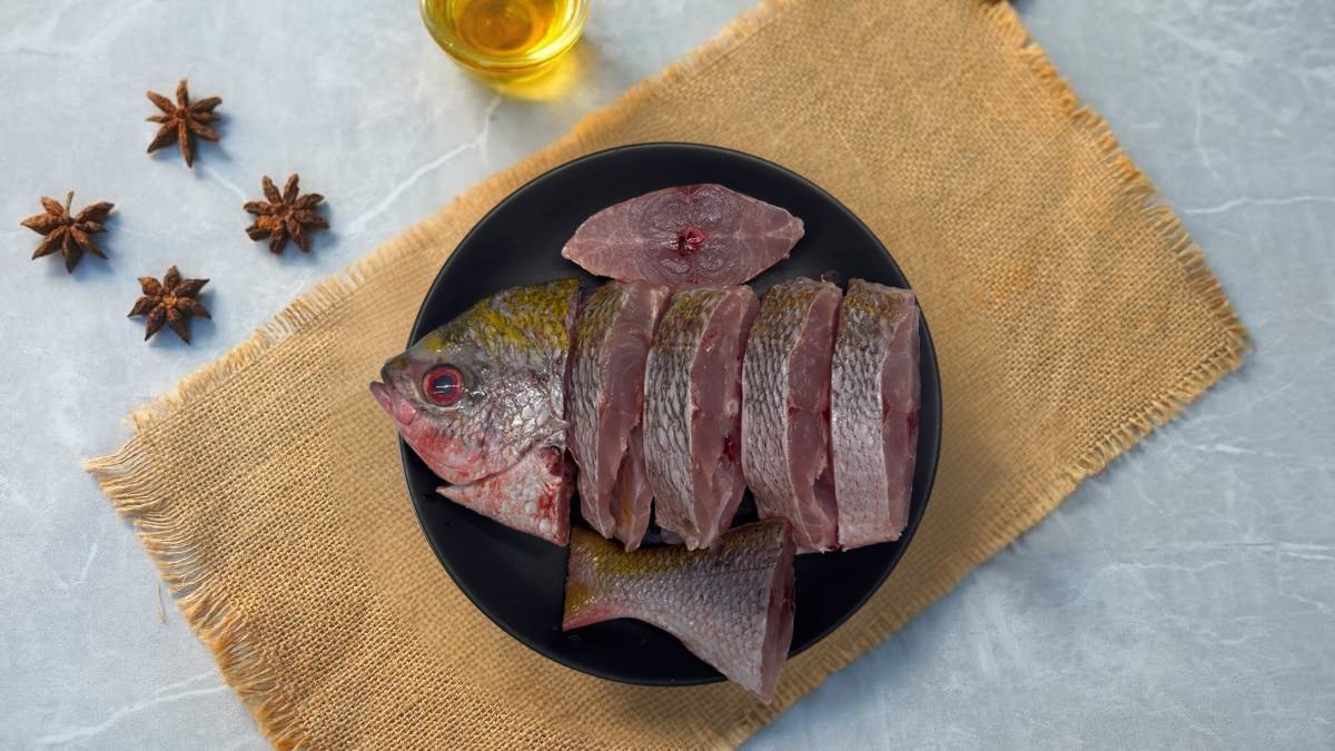 Yellow tail Fusilier/ Yellow back fusilier