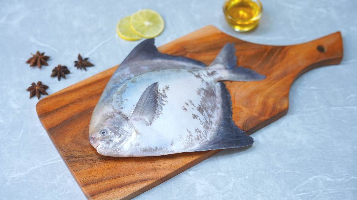 chinese pomfret
