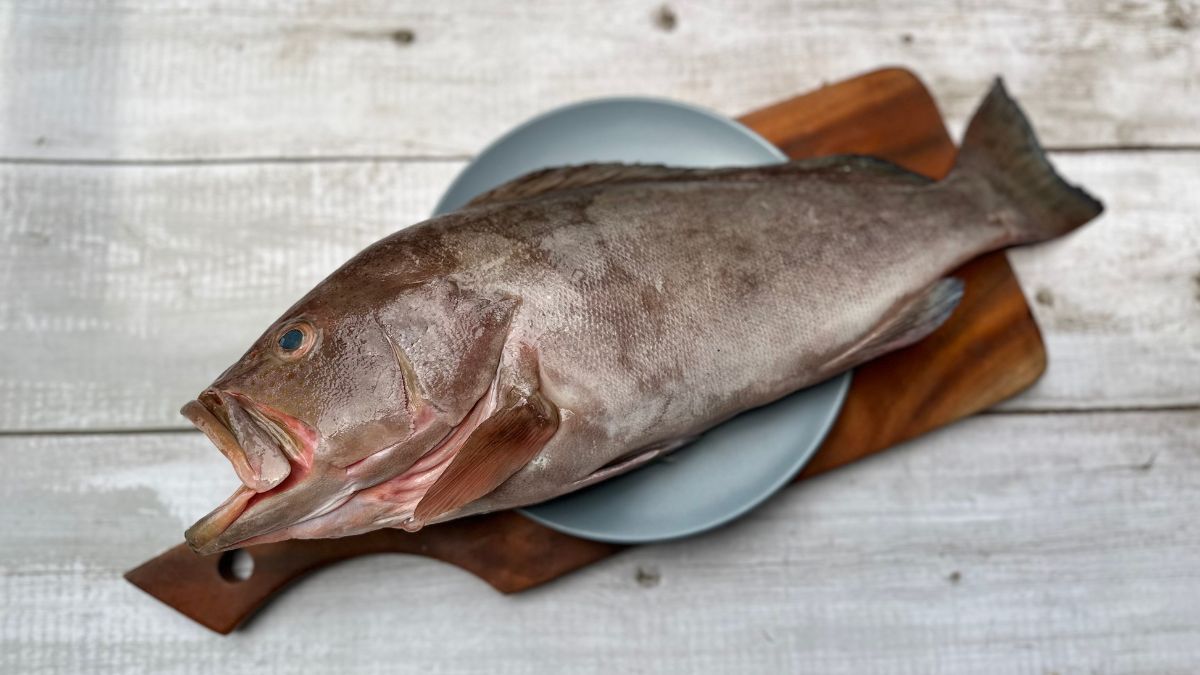 Plain Grouper