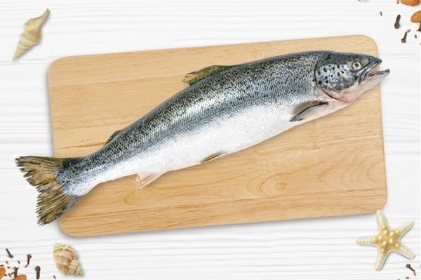 Fresh atlantic salmon
